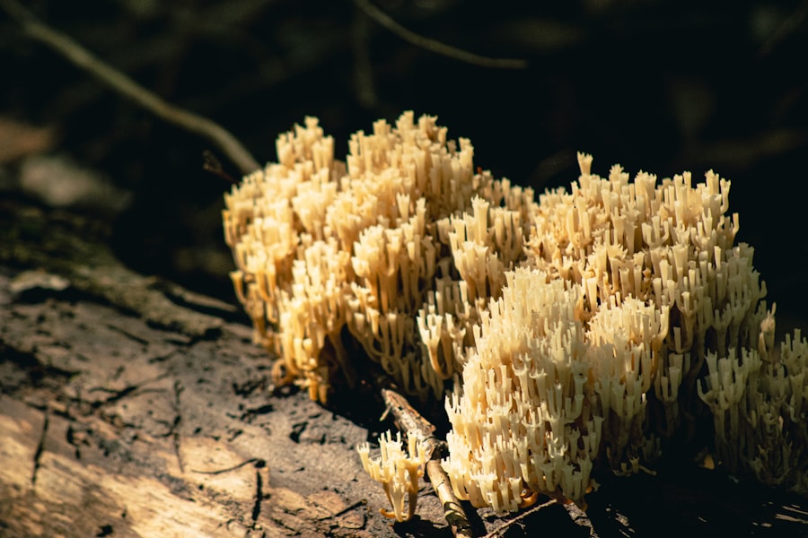 mycorrhizal fungi