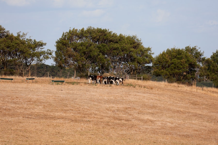 regenerative grazing