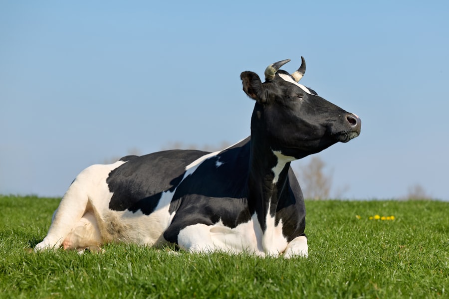 methane emissions dairy cows