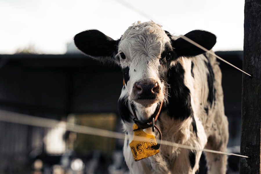 dairy industry secrets