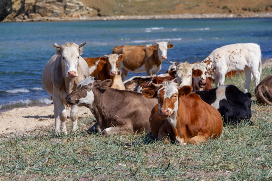 livestock feed demand