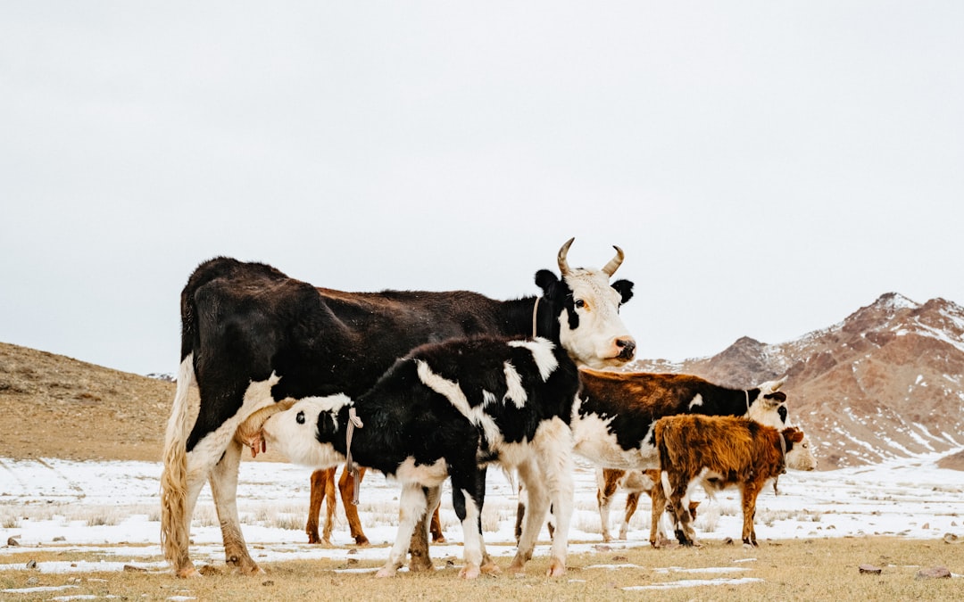 Photo dairy, climate change