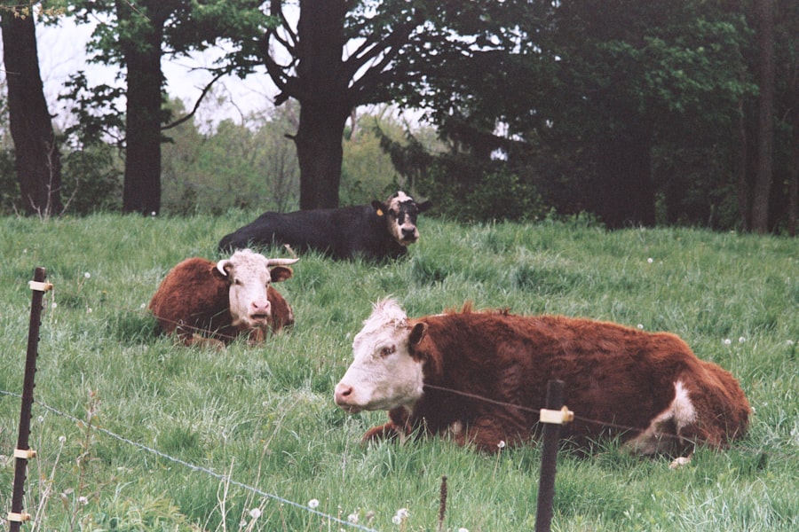 Photo regenerative grazing
