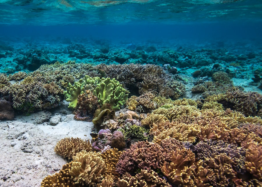 Photo coral reefs