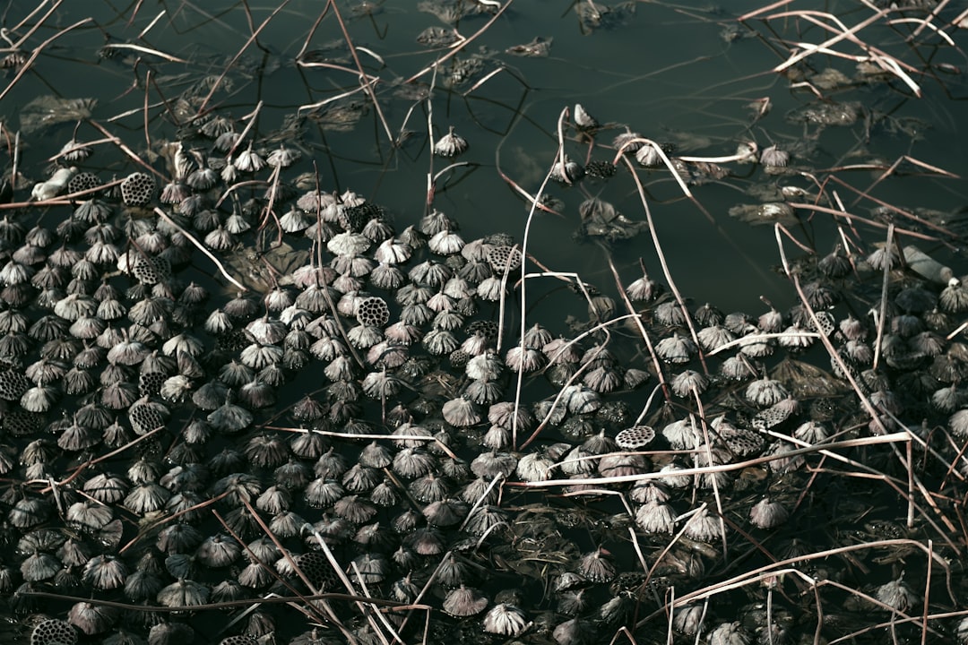 Photo nitrogen footprint