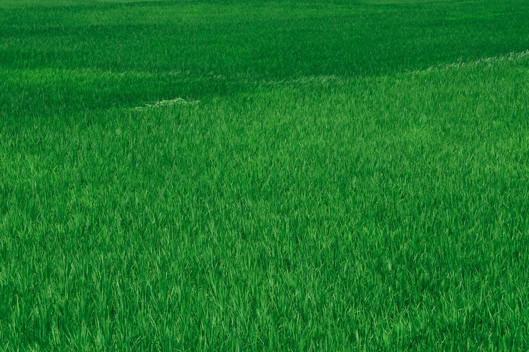 Photo fertilizer industry