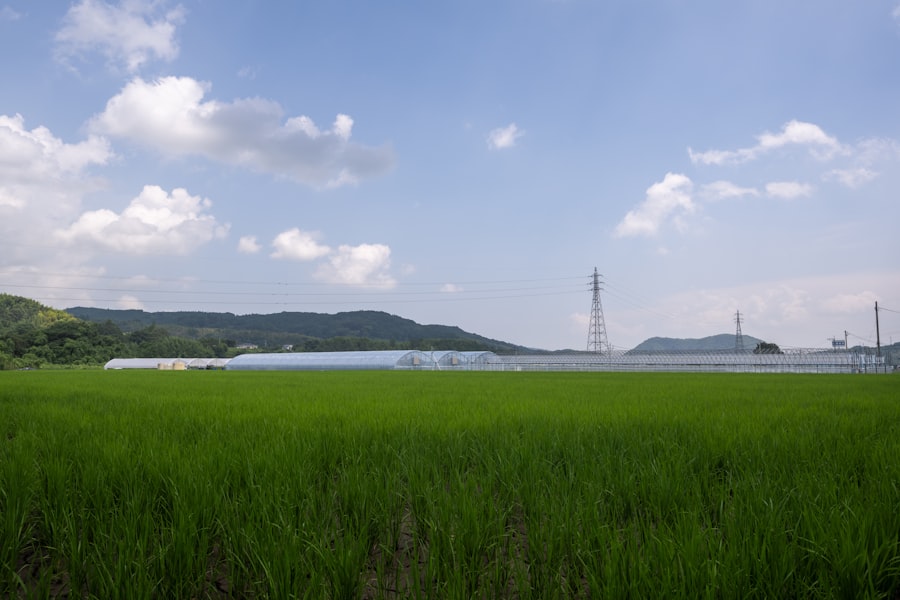 Photo nitrogen, phosphorus