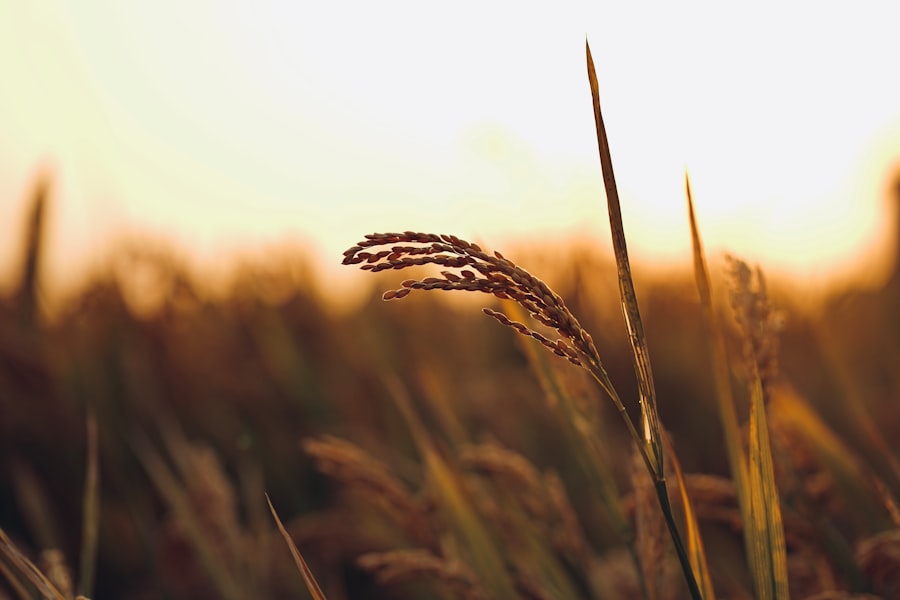 Photo open source agronomy