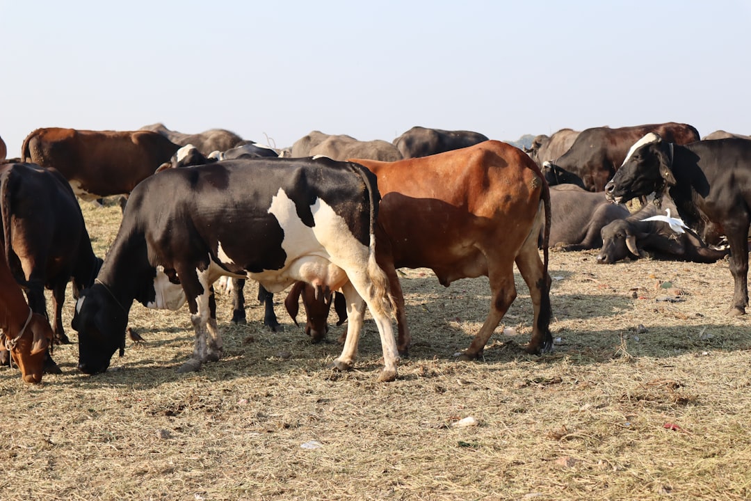 Photo livestock feed demand