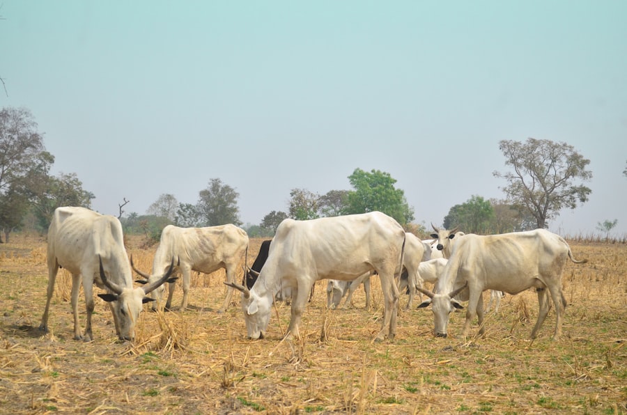 Photo livestock feed demand