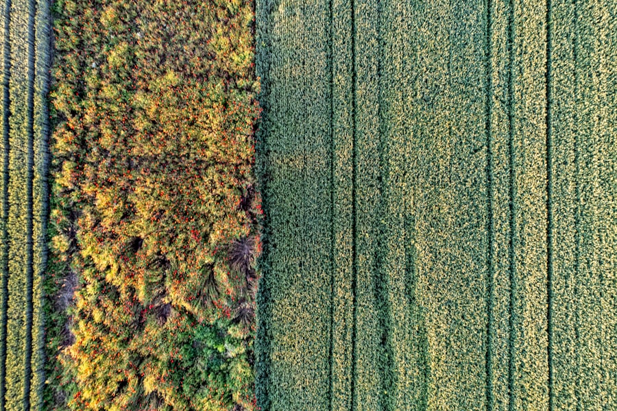 Photo cover crops