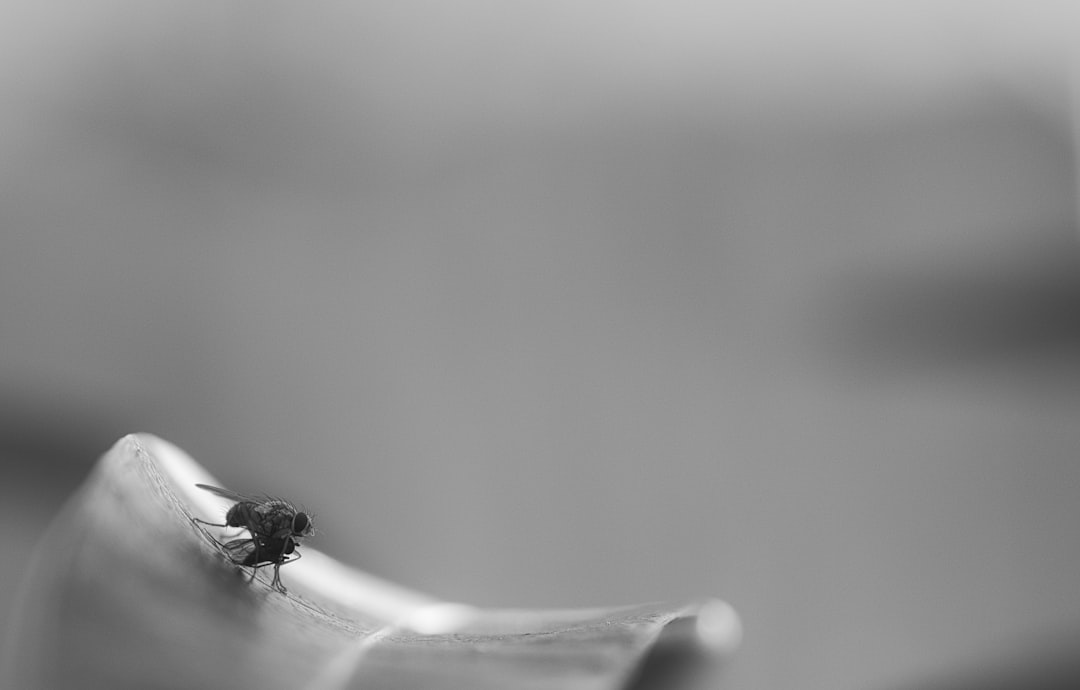 Photo fee for service medicine