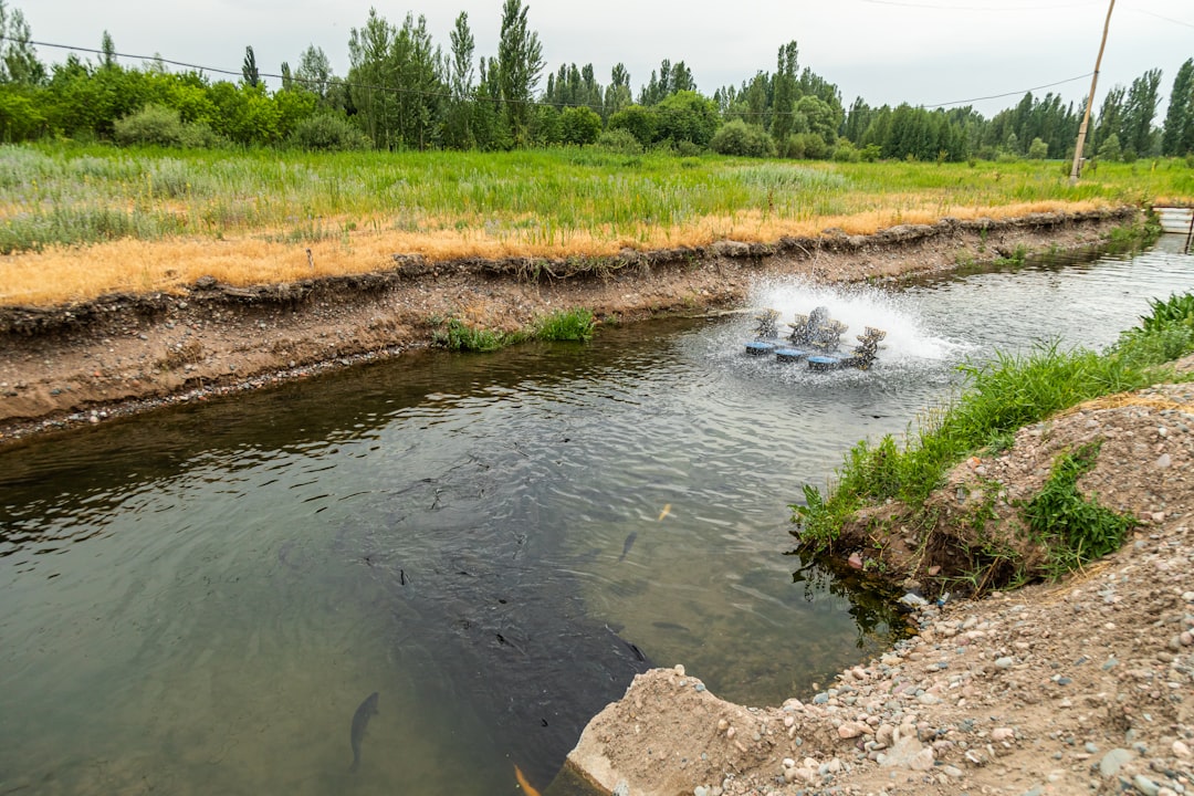 Photo phosphorus recovery