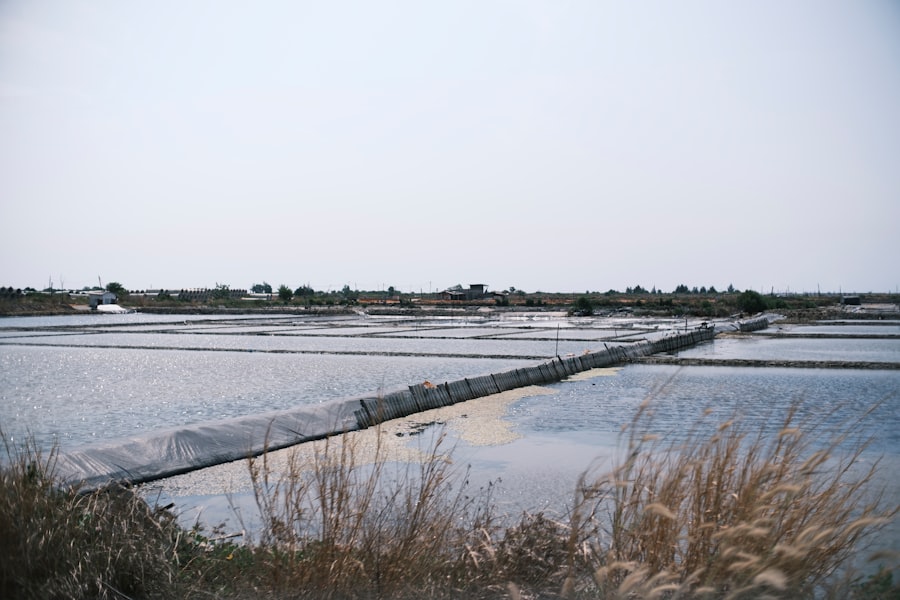 Photo phosphorus management