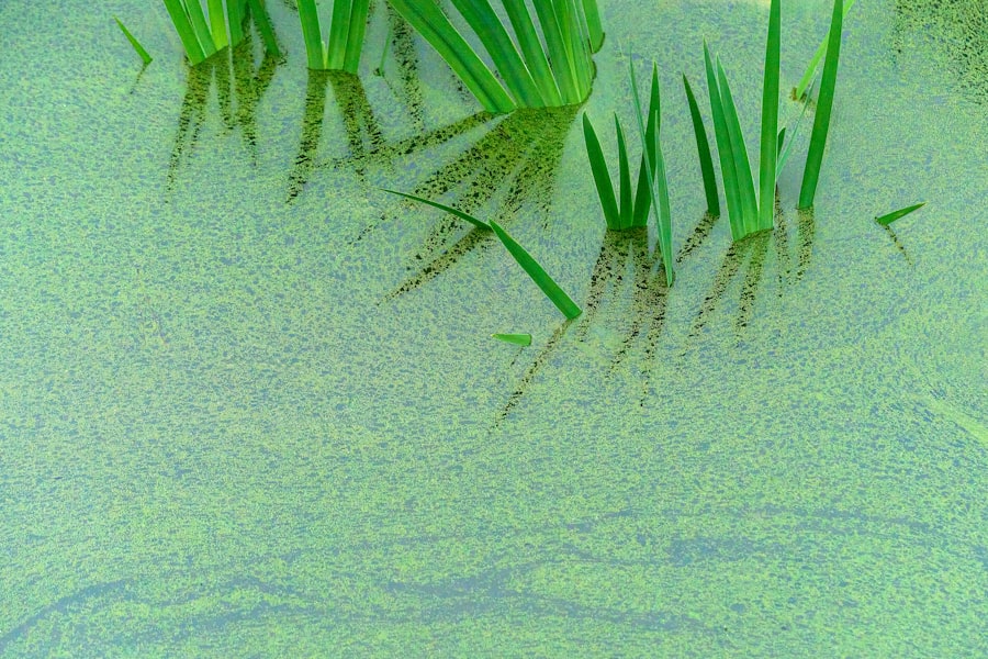 Photo phosphorus recovery