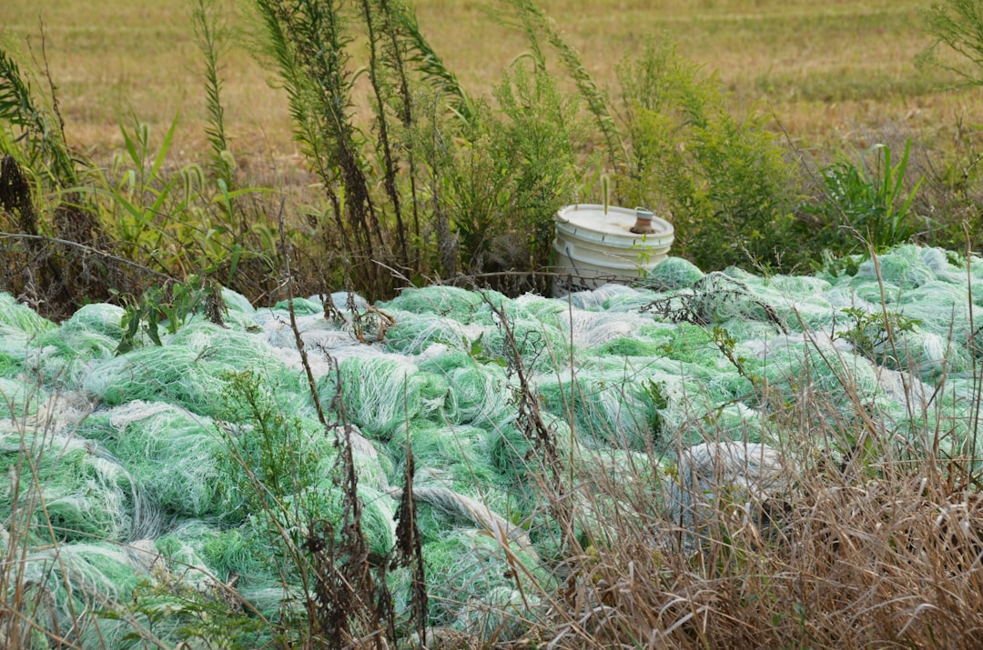 Photo phosphorus recycling