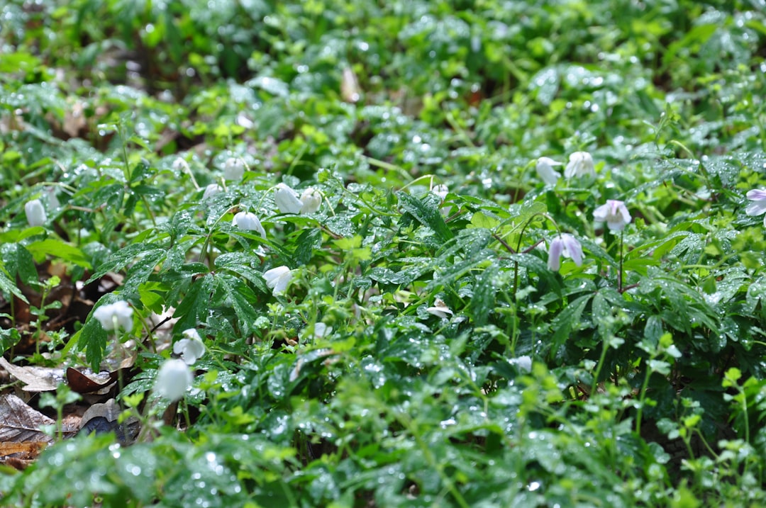 Photo radish cover crops