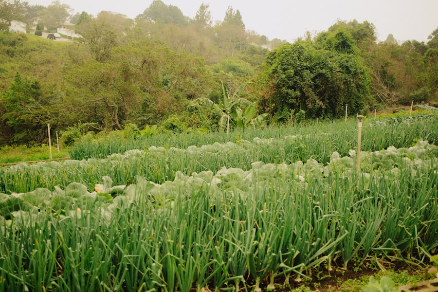 Photo radish cover crops