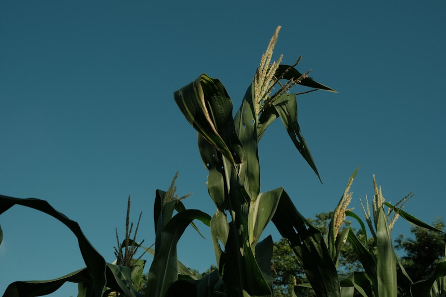 Photo cover crops