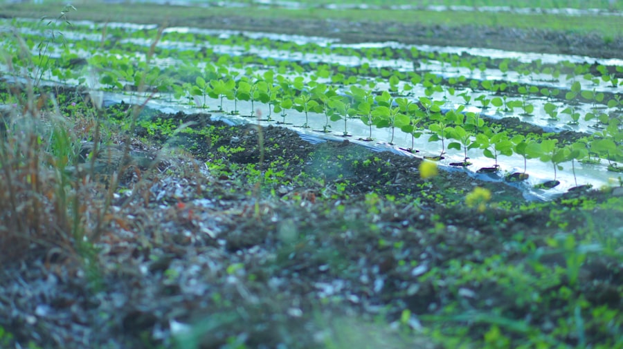 Photo fertilizer blends