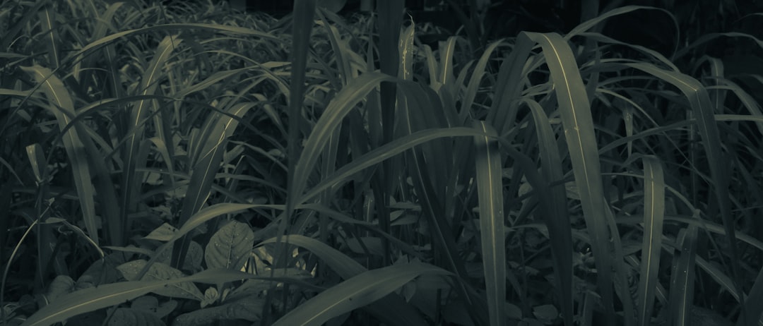 Photo repair ecosystem documentary