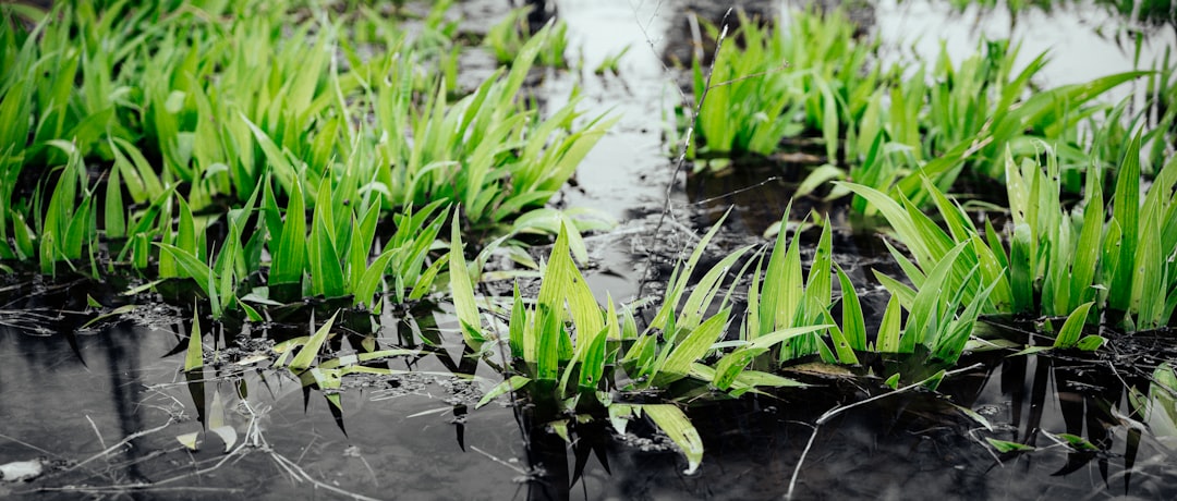 Photo phosphorus recovery