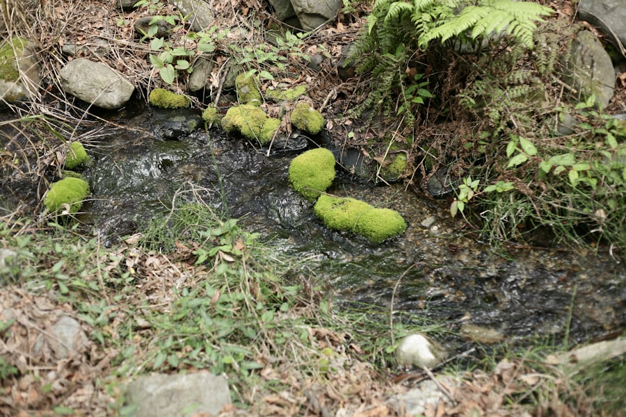 Photo phosphorus runoff