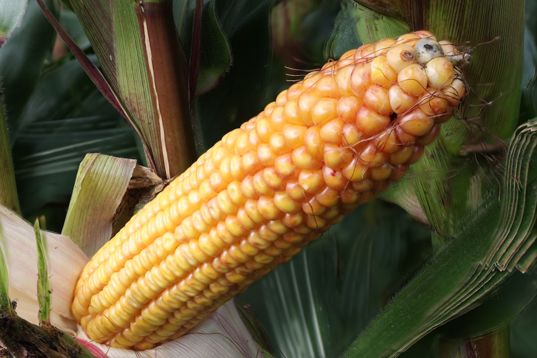 Photo phosphorus deficiency symptoms corn leaves