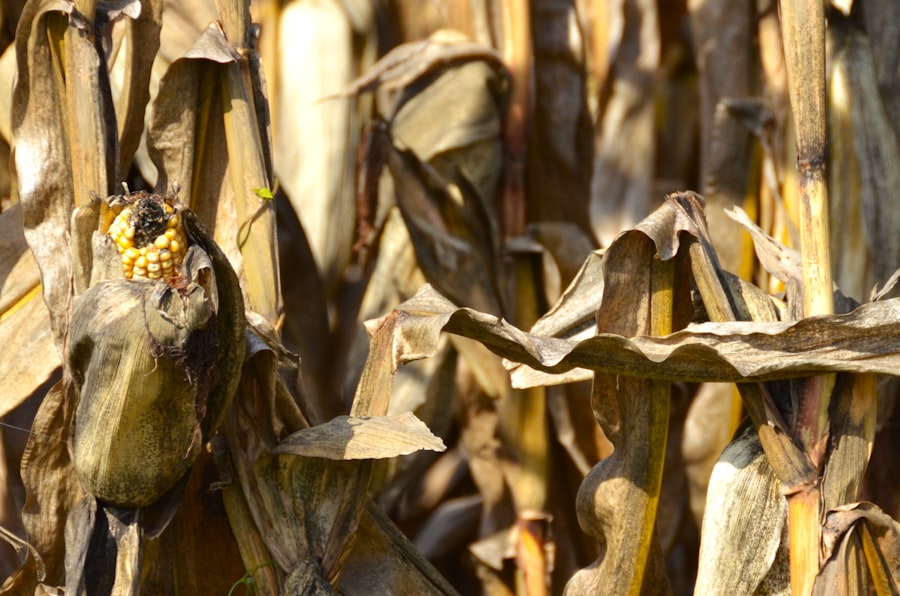 Photo phosphorus deficiency symptoms corn leaves
