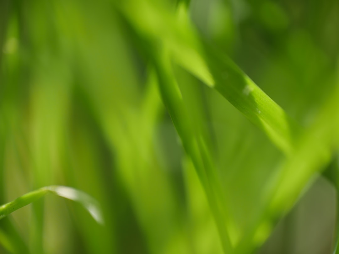 Photo phosphorus fertilizer