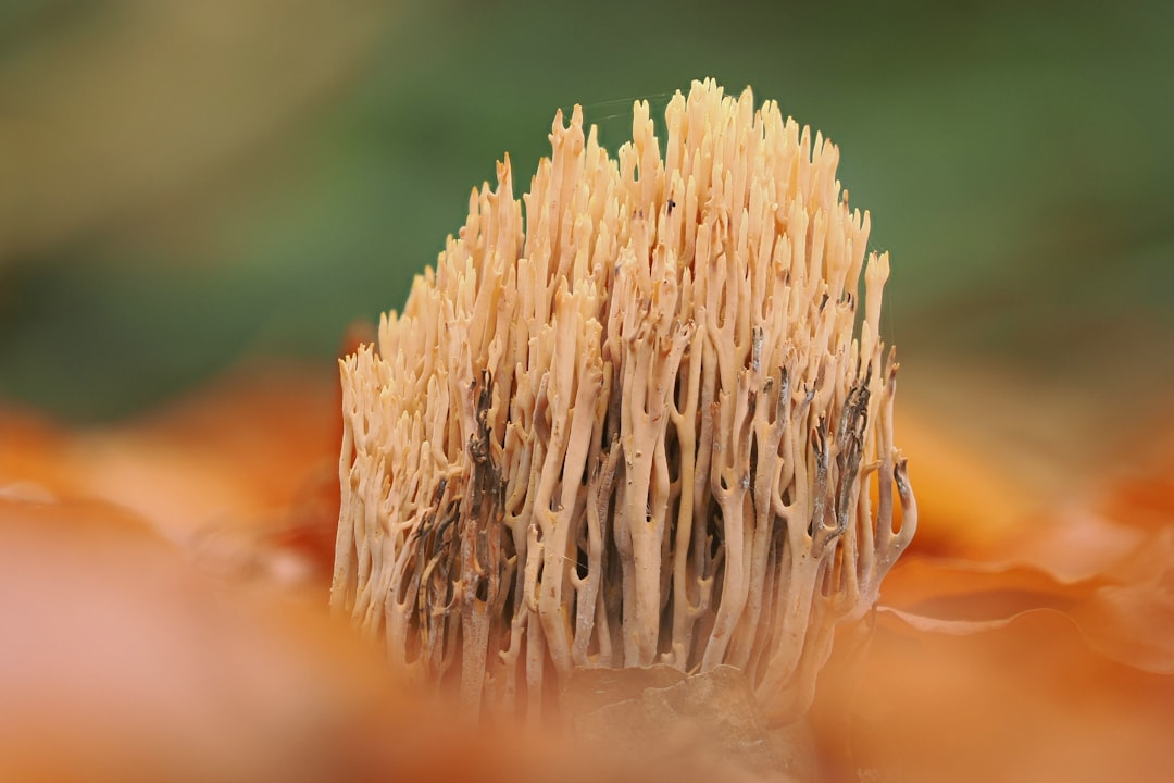 Photo mycorrhizal fungi