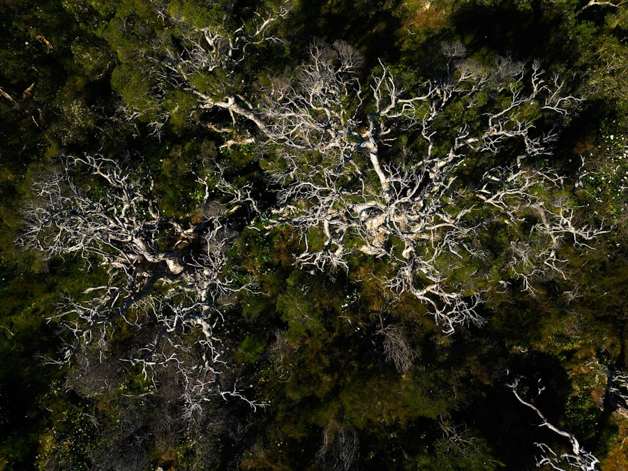 Photo mycorrhizal fungi