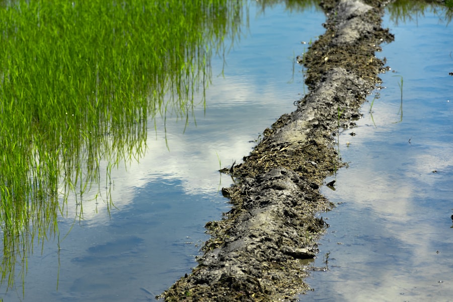 Photo phosphorus recovery mandate