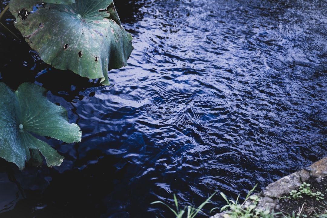 Photo recover phosphorus