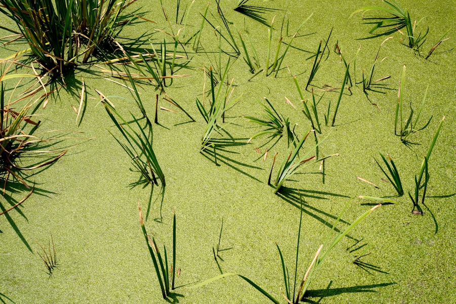 Photo recover phosphorus