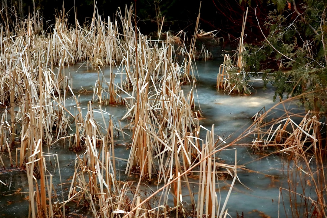 Photo phosphorus fertilizer pollution