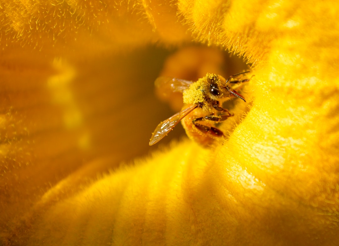 Photo honey, pollen