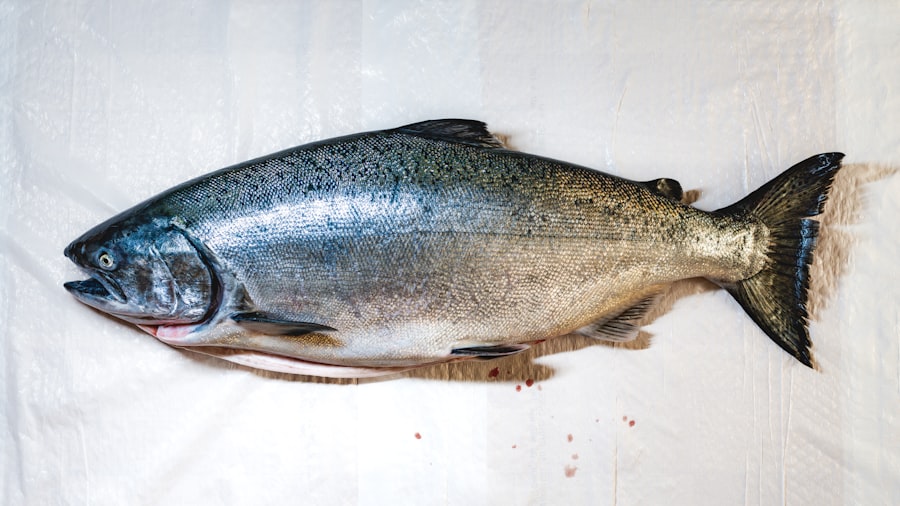 Photo farmed salmon
