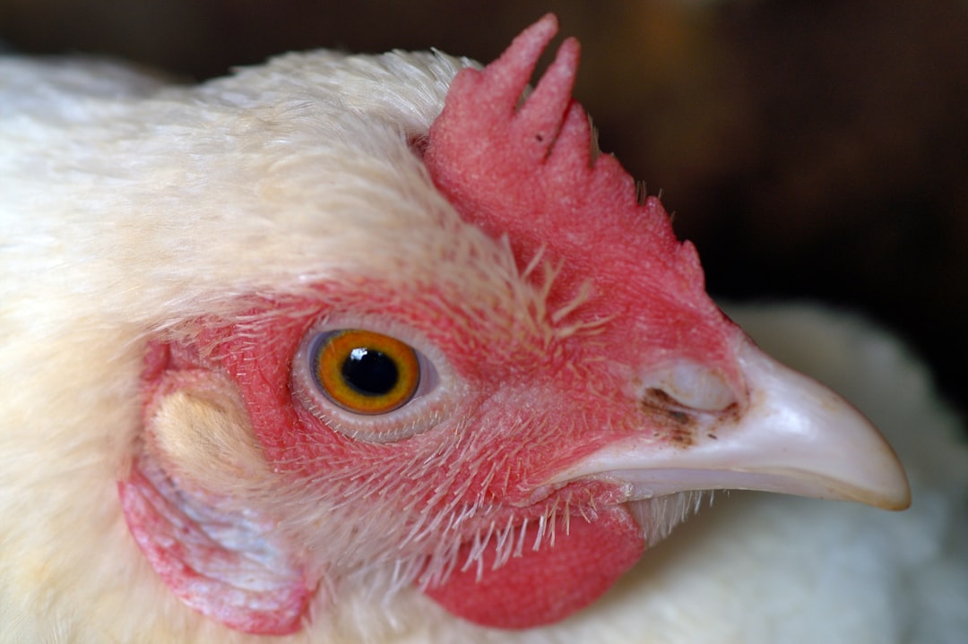 Photo retained water in chicken breast scam